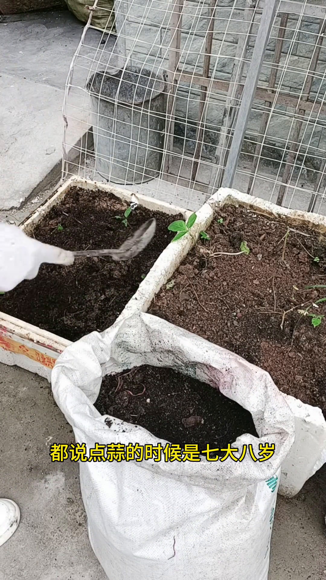 其实在门上用这箱子随便种点葱蒜的都吃不完,今年我都没买过这些
