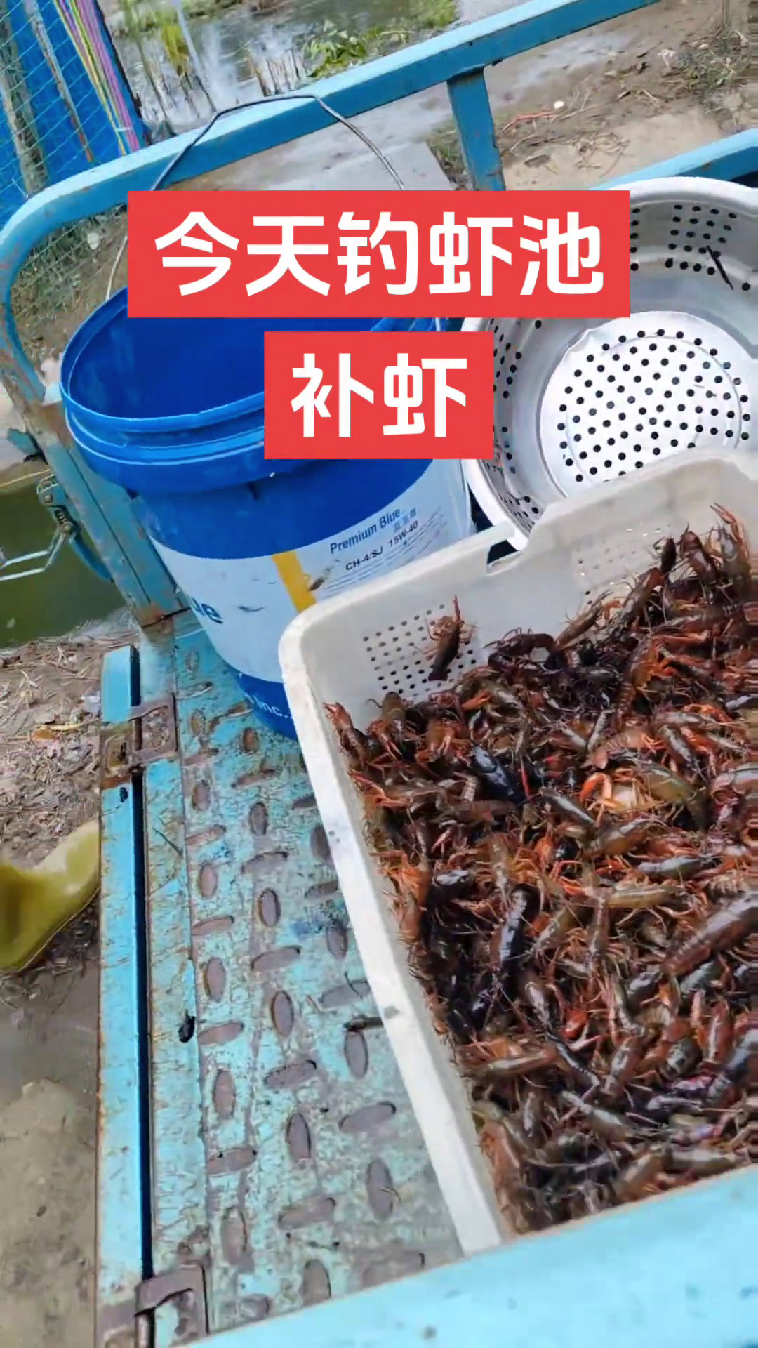 钓虾池补虾 今天我的二号池补虾一号钓虾池接近二百斤