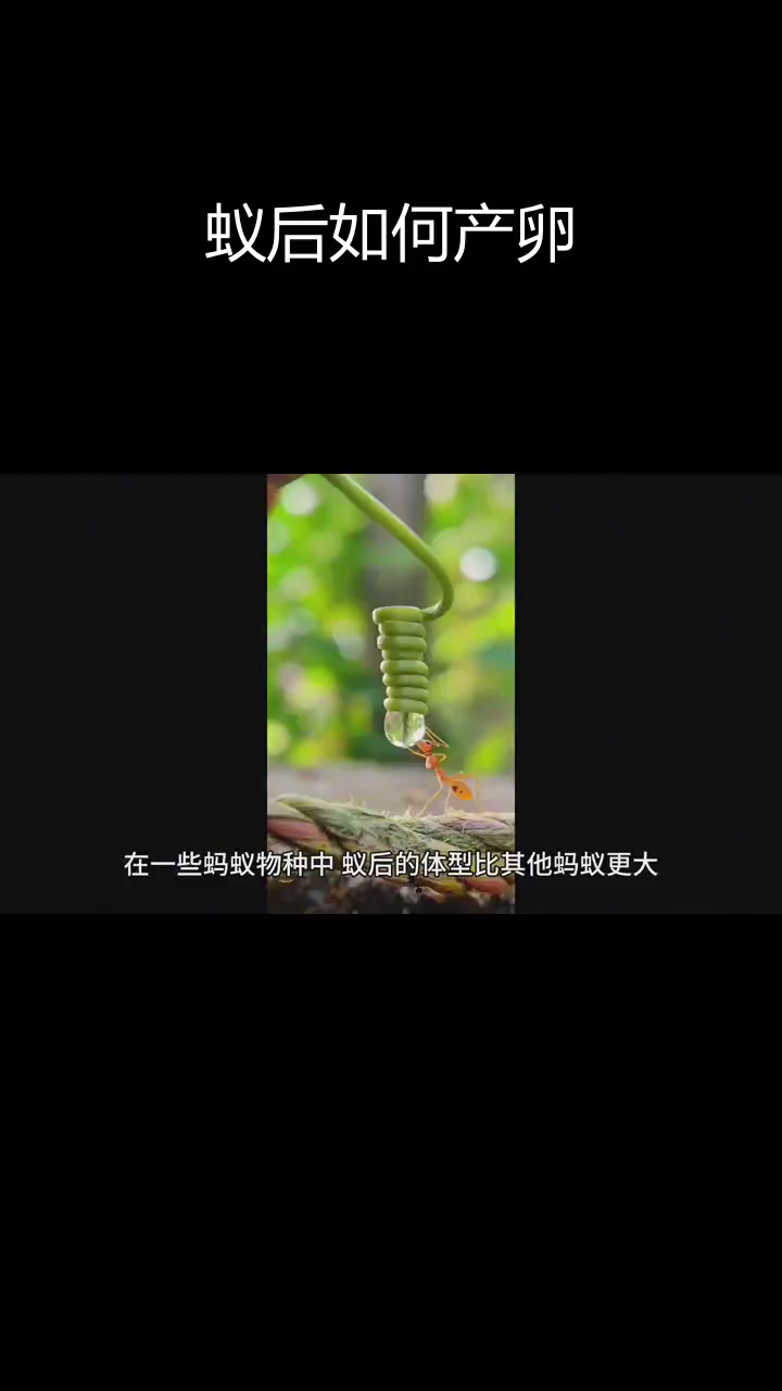 蚂蚁的繁殖过程揭秘