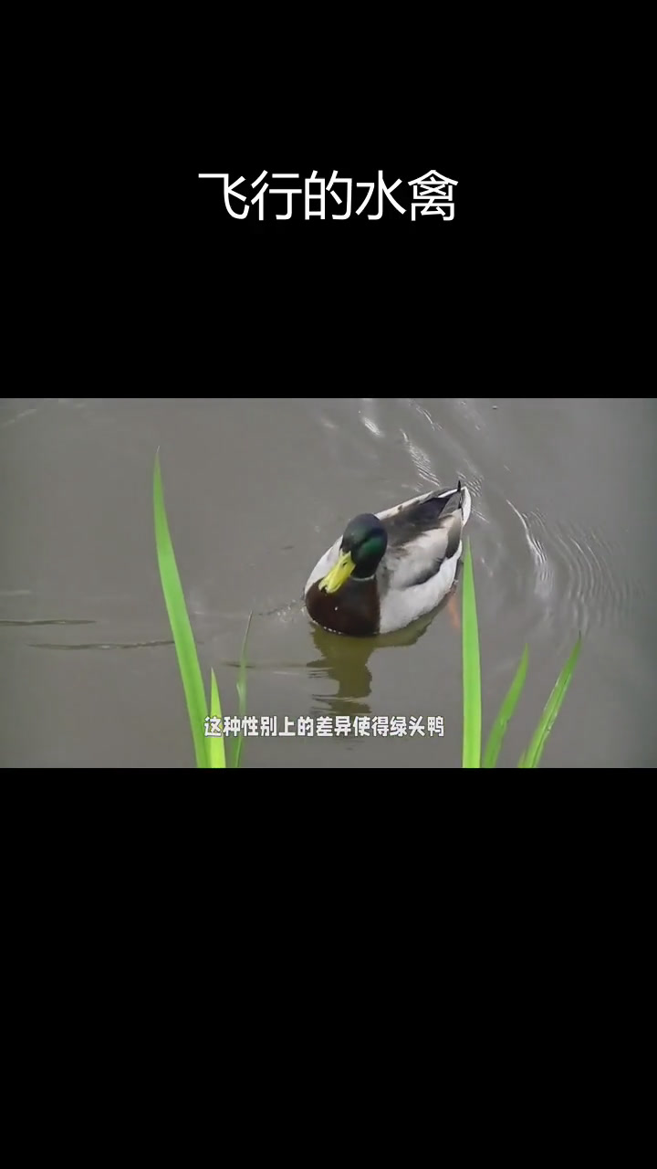 绿头鸭:优雅的飞行与潜水高手