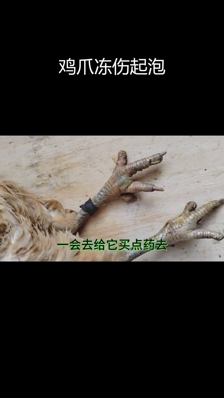 这只母鸡爪子肿了,原来是这种病