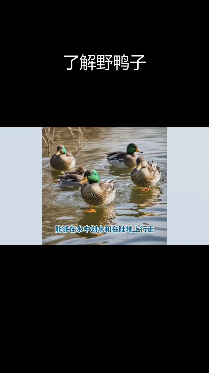 野鸭子的生活习性与繁殖