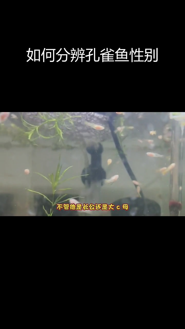 孔雀鱼鱼苗公母区分技巧