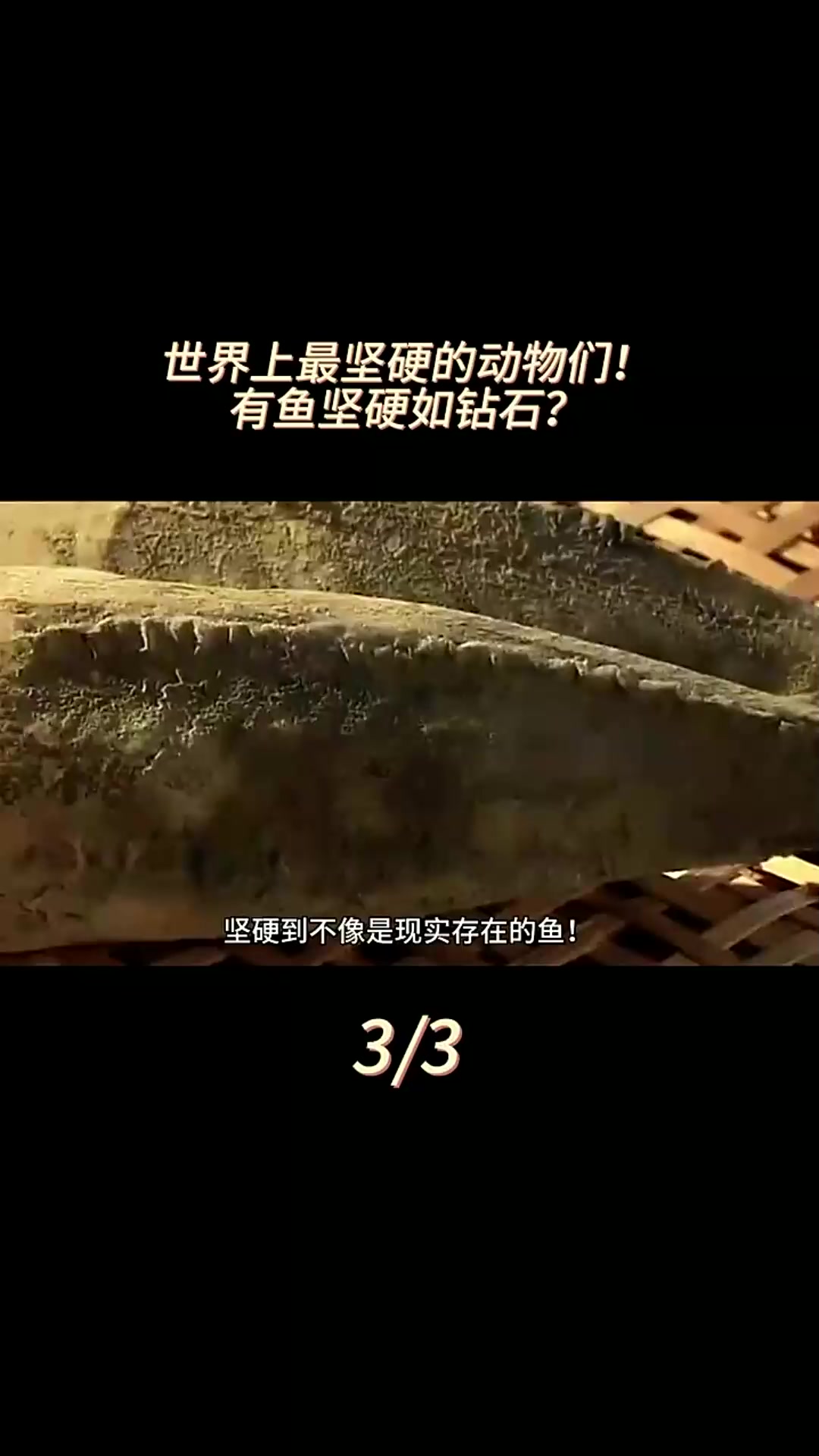 分不清是木头还是鱼!还有人把它打磨成刀!鲣鱼为何这么坚硬?