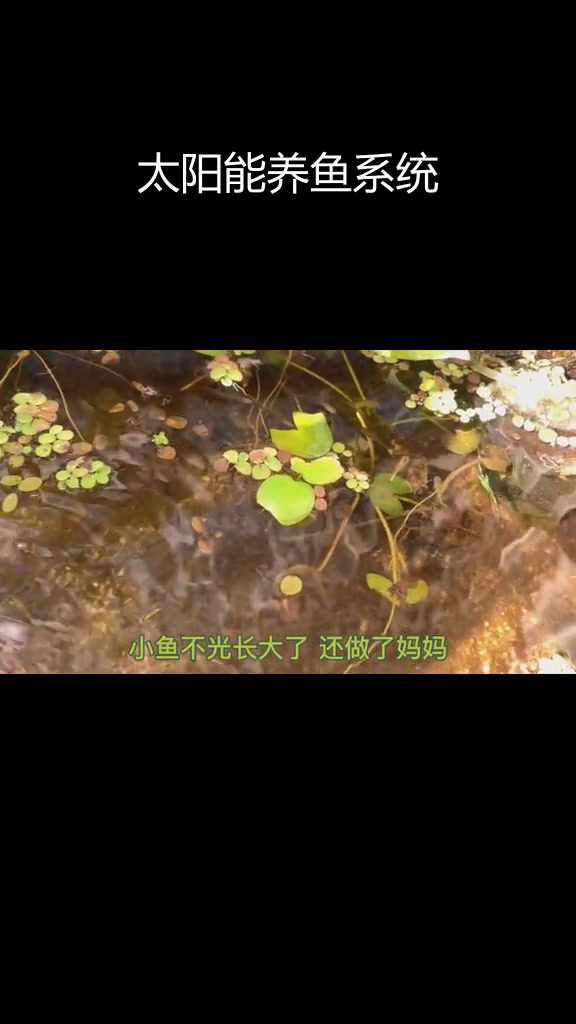 太阳能驱动的生态鱼缸,零电费免维护