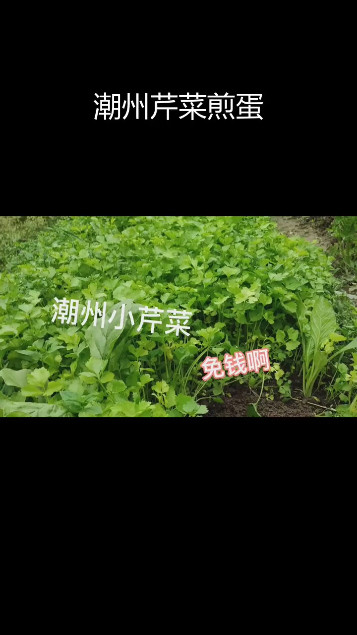新鲜潮州小芹菜,吃不完的惊喜