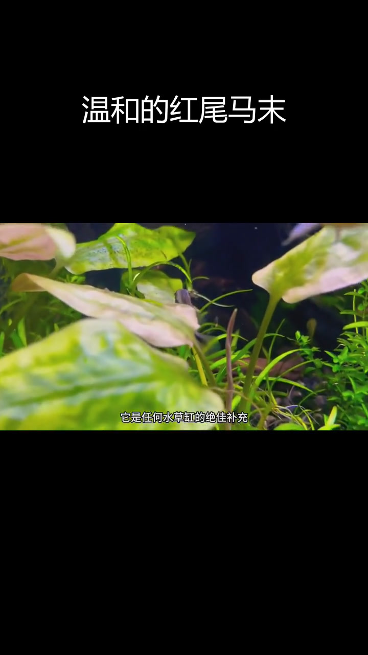 红尾玛莫短鲷:小巧美丽的南美鱼种