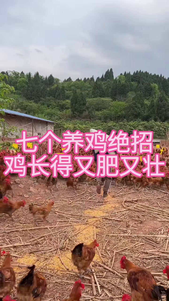 农村散养土鸡 养鸡场 家禽养殖 养鸡人 科学养鸡