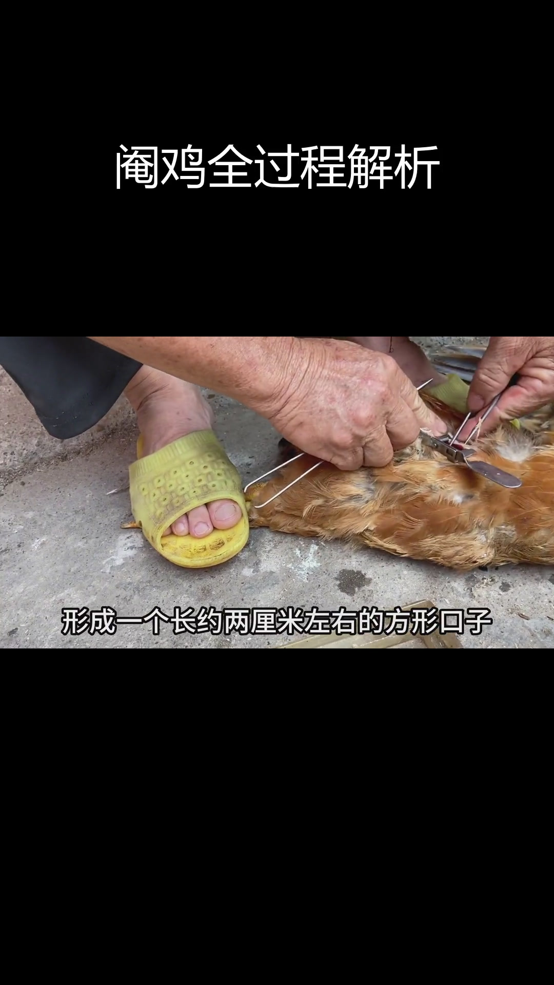 传统阉鸡技巧揭秘,如何去除鸡卵子
