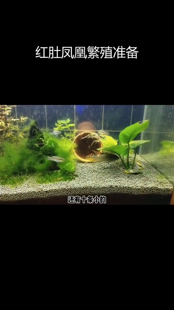 新购红肚凤凰鱼,种鱼配对成功