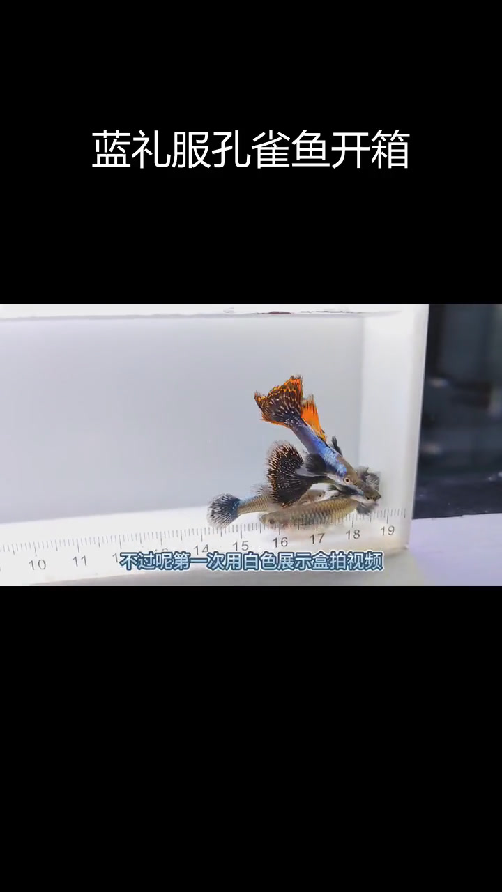 新买白色展示盒,蓝礼服孔雀鱼大揭秘