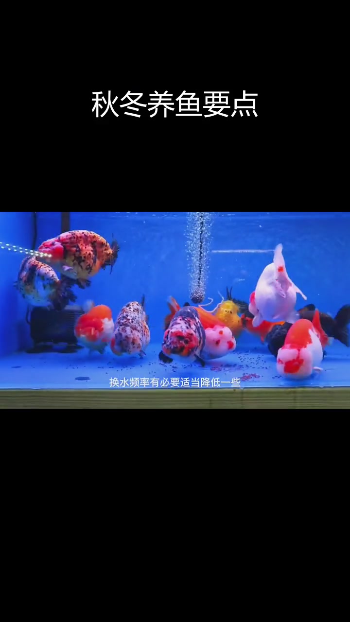 秋冬兰寿饲养注意事项,如何保护金鱼健康