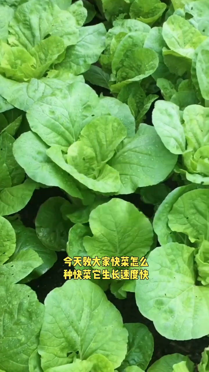 教您快菜怎么种