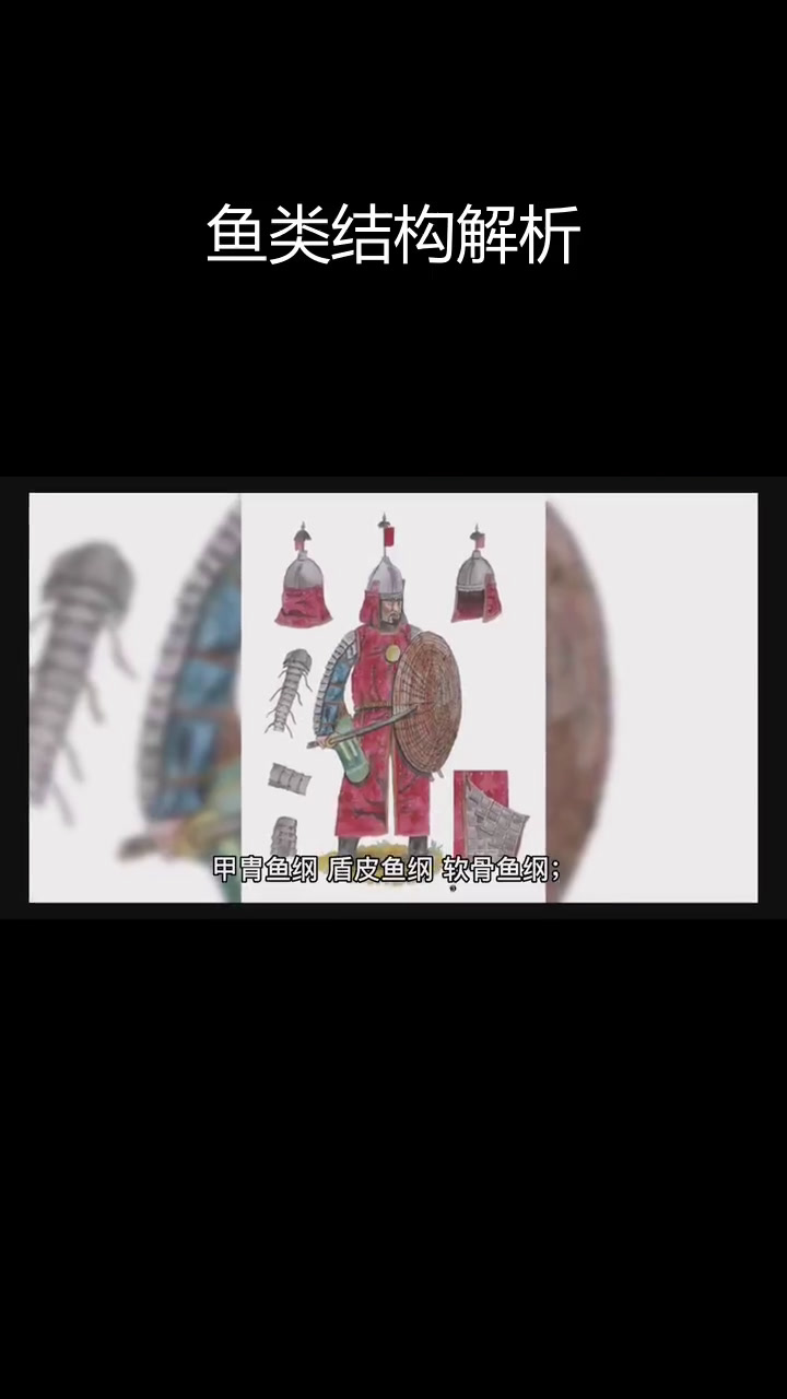 鱼鳍的结构与类型