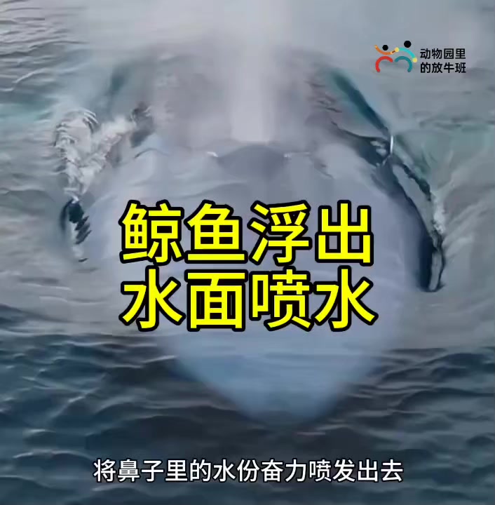 鲸鱼浮出水面喷水!