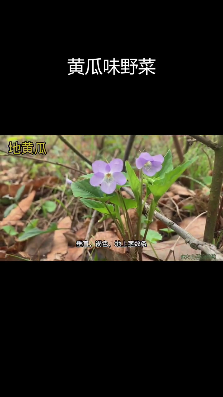紫花堇菜的独特功效与应用