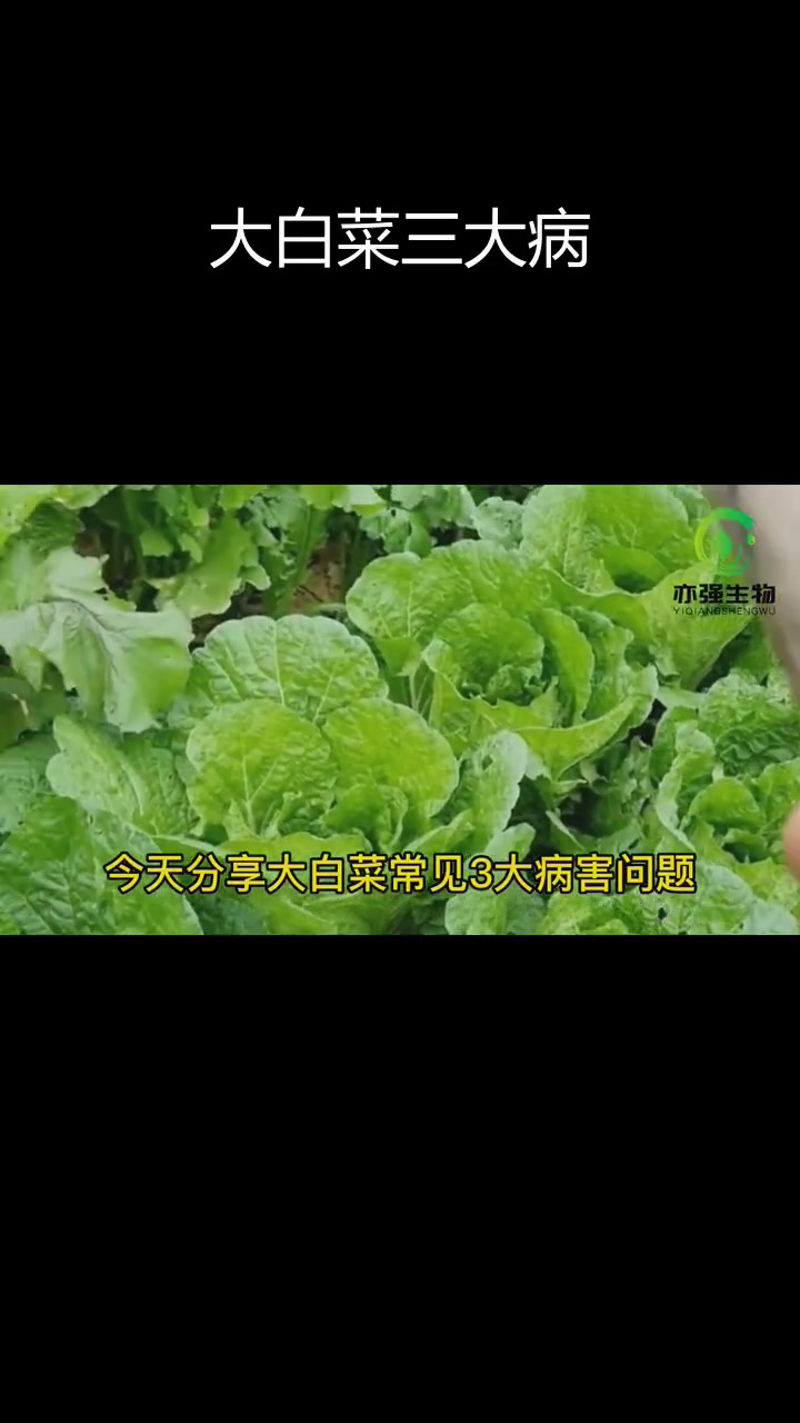 大白菜常见病害及防治方法