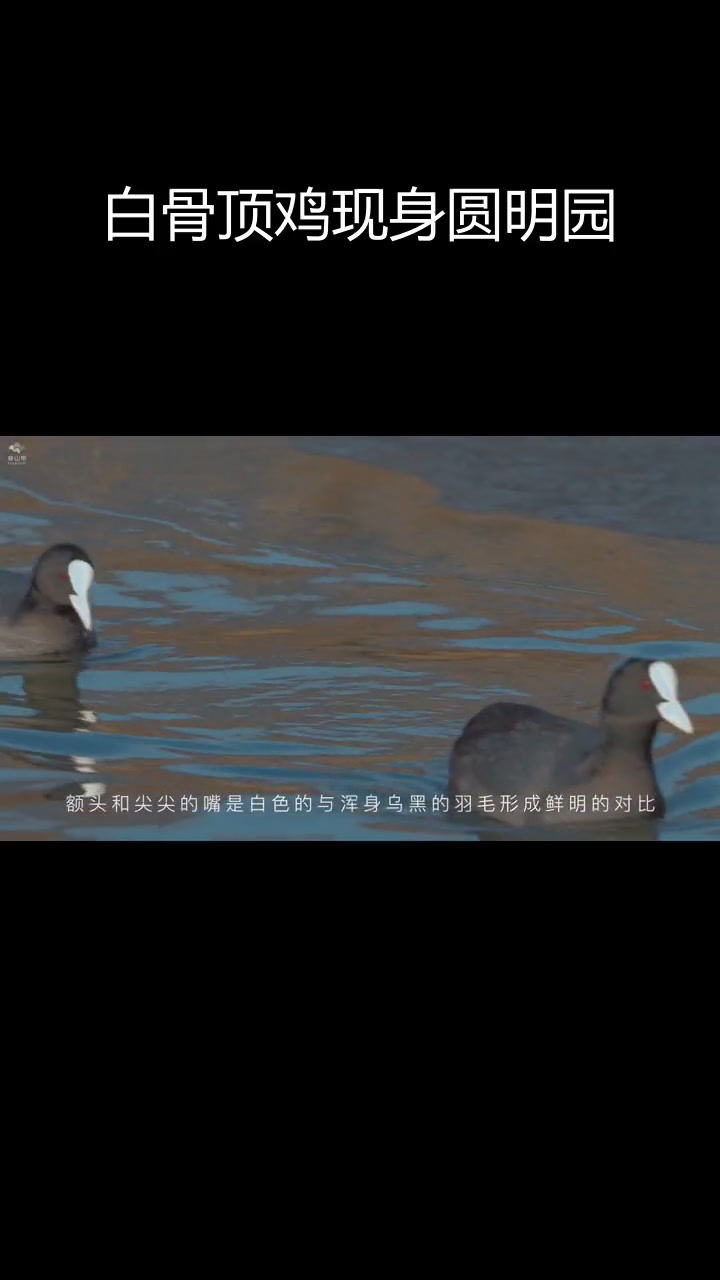圆明园湖面现白骨顶鸡,冬日生机勃勃
