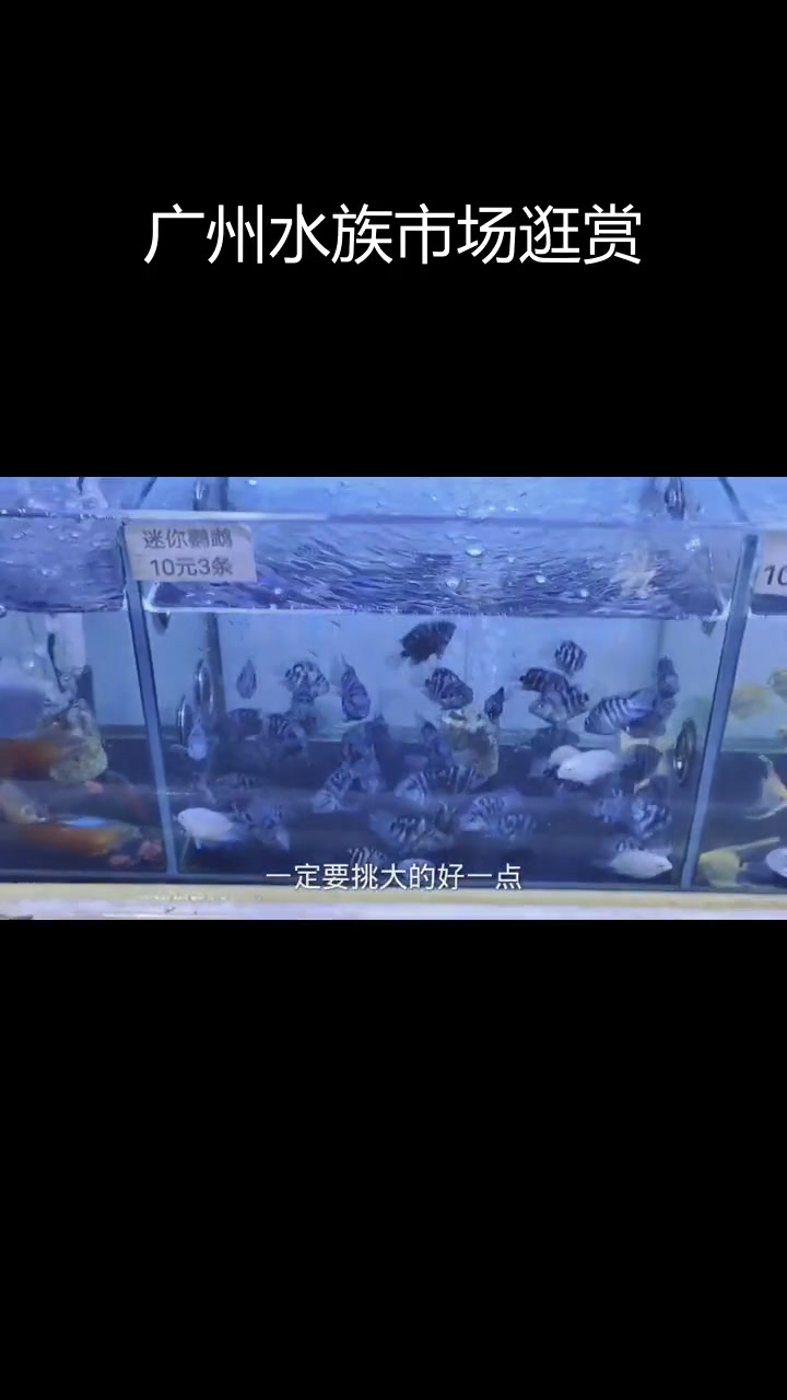广州大型观赏鱼市场探秘,迷你鹦鹉、神仙鱼等热带鱼类大集合