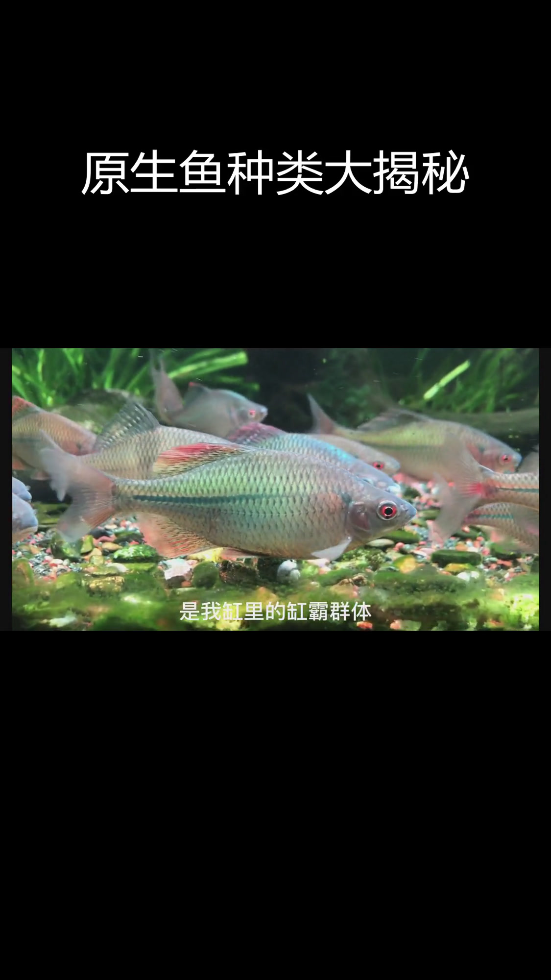 探索各地原生鱼品种,发现独特鳑鮍