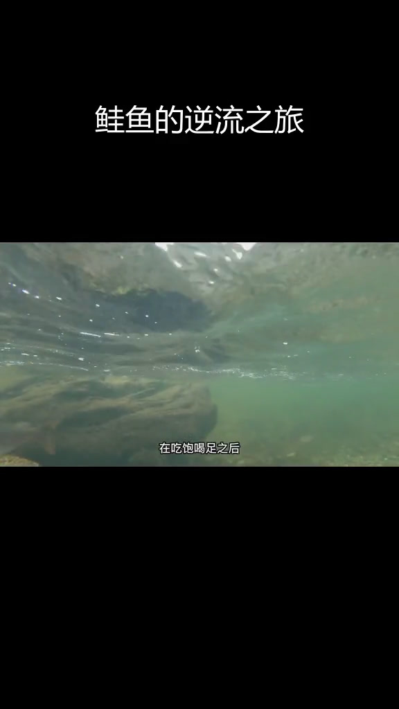 大马哈鱼洄游:悲壮的旅程