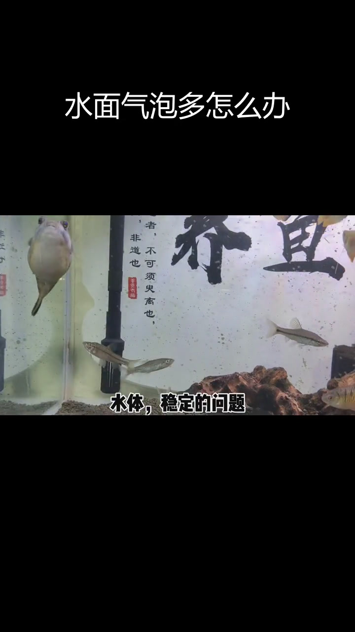 鱼缸水面泡沫多的原因解析