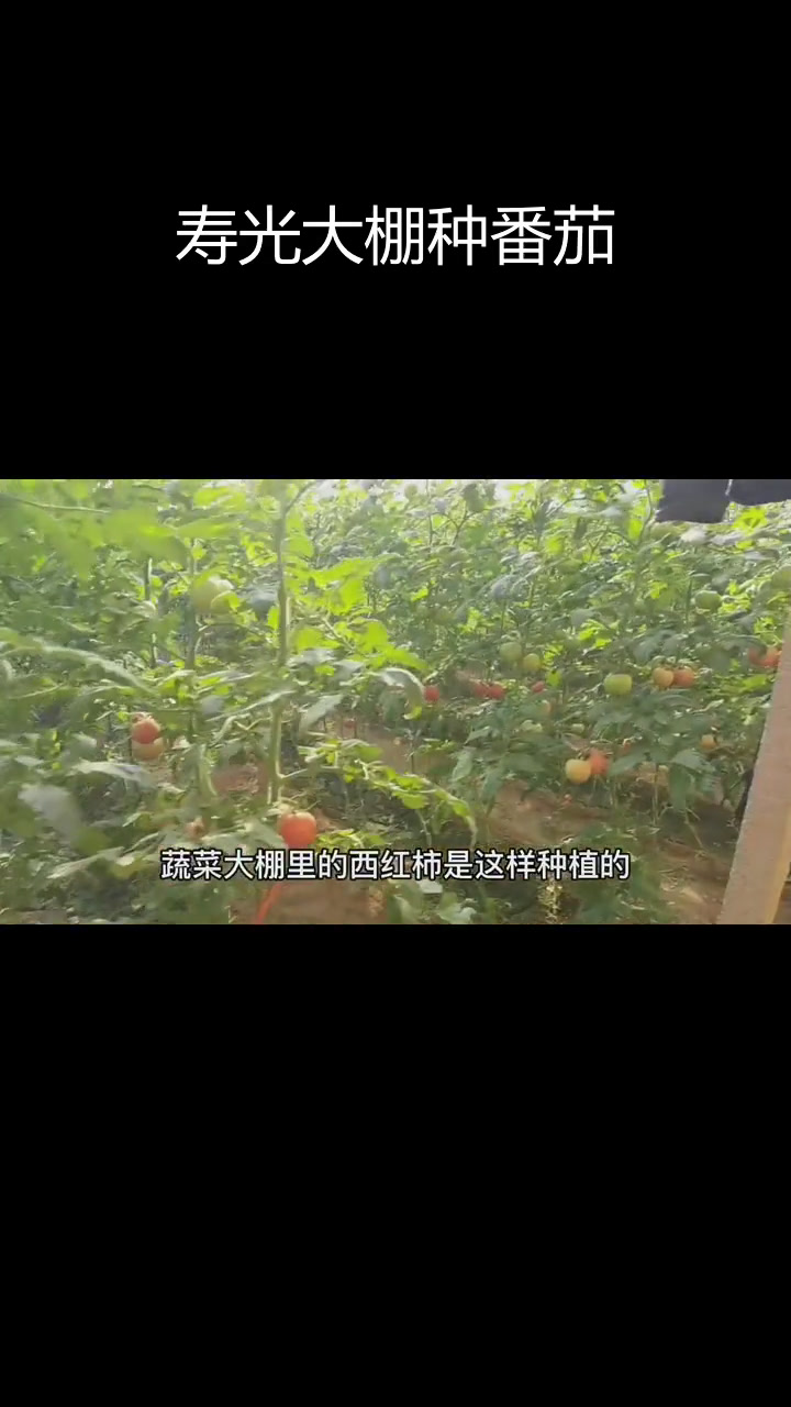 山东寿光蔬菜大棚探秘,西红柿种植全过程揭晓
