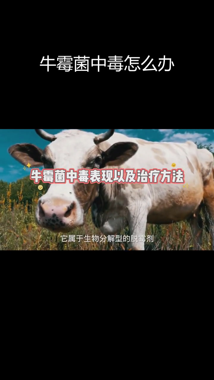 牛霉菌中毒症状与治疗方法
