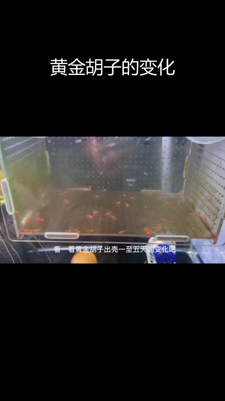 黄金胡子鱼繁殖过程揭秘