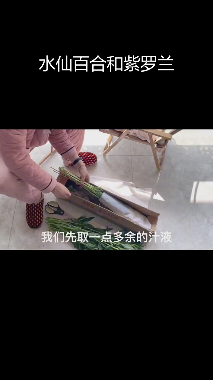 新买水仙百合与紫罗兰,养护小技巧