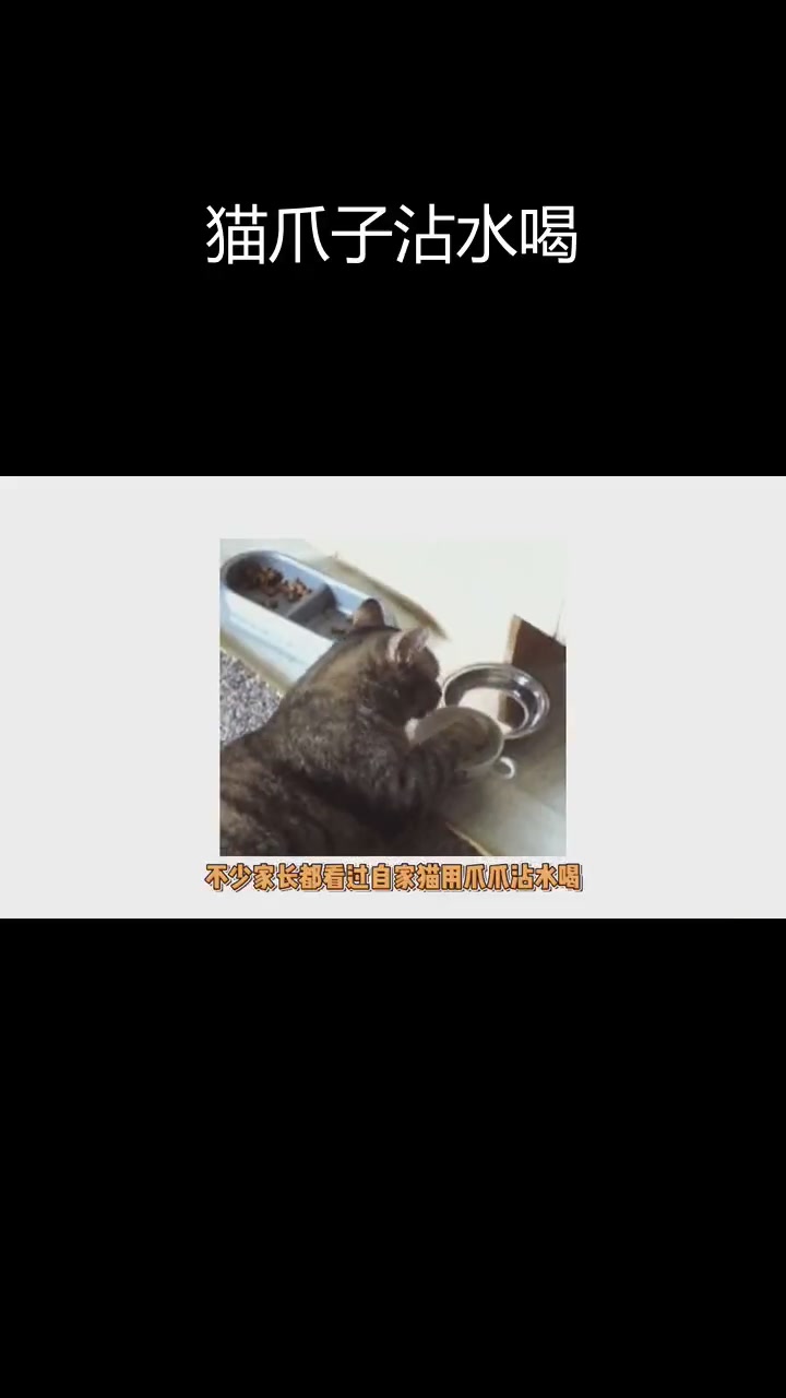猫咪用爪喝水,原因竟是这个