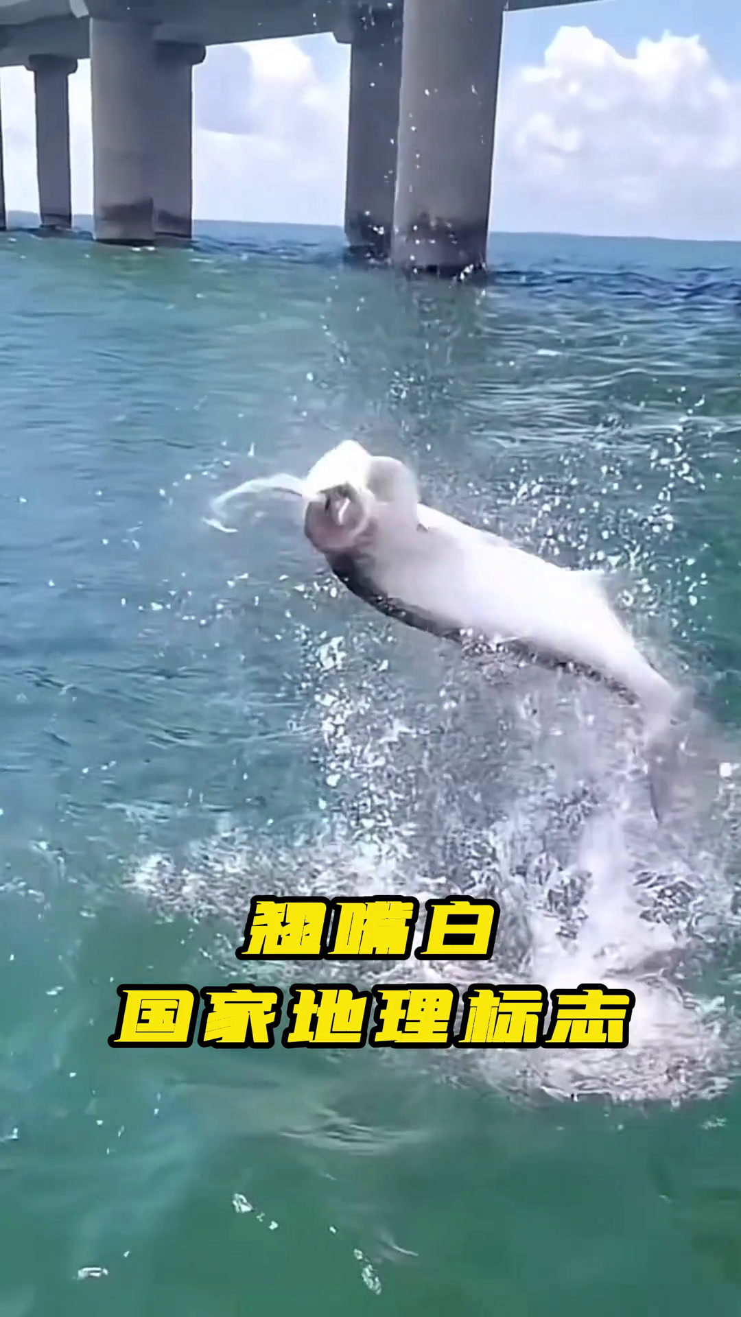 游大美丹江口,品翘嘴白味道真材实料才能做出好味道湖北知道美食官我为家乡代言今丸吃鱼首家线下