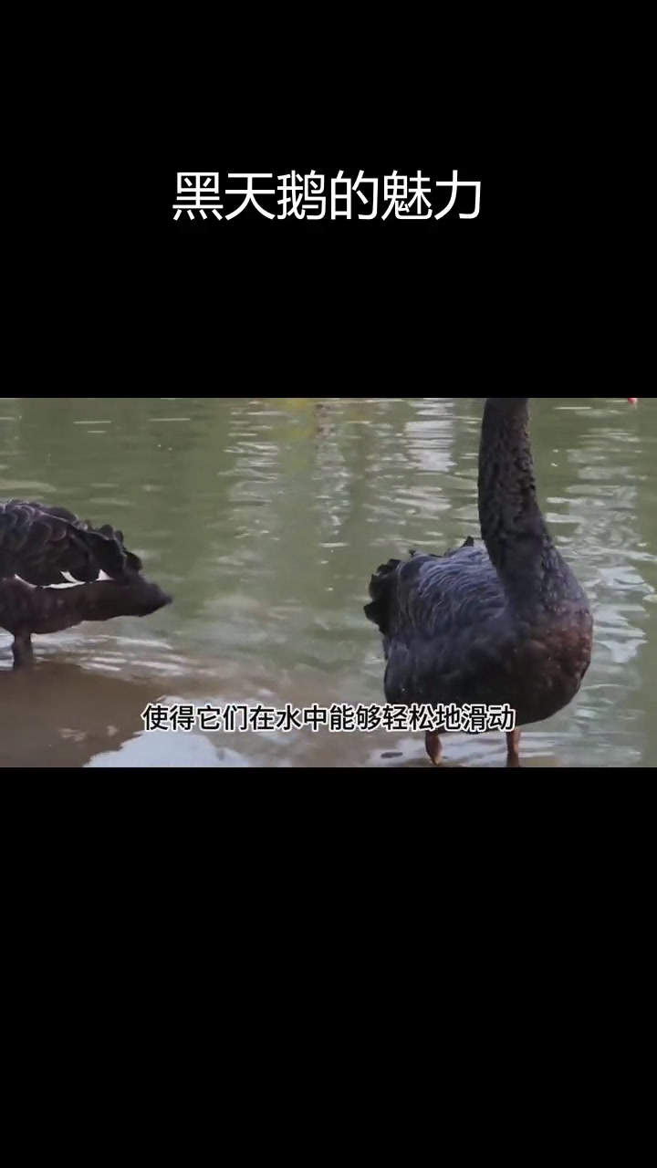 黑天鹅的优雅与神秘,湖泊中的芭蕾舞者