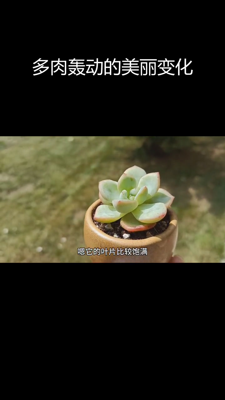 轰动多肉,秋季惊艳