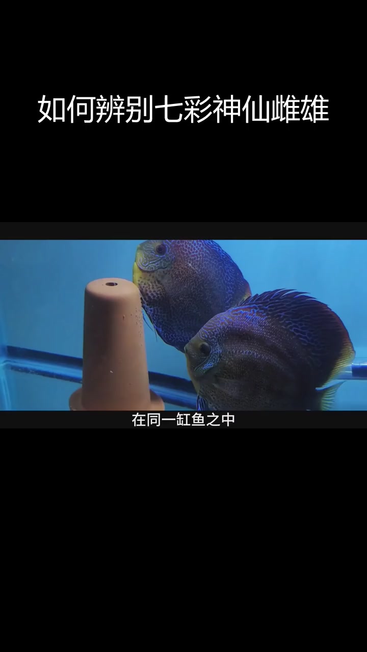 七彩神仙鱼雌雄分辨技巧