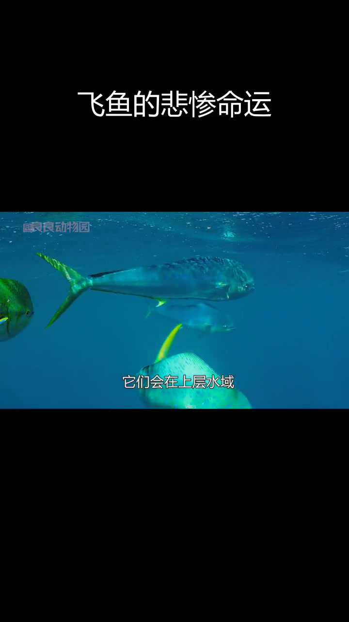 飞鱼:空中与水中的双重威胁