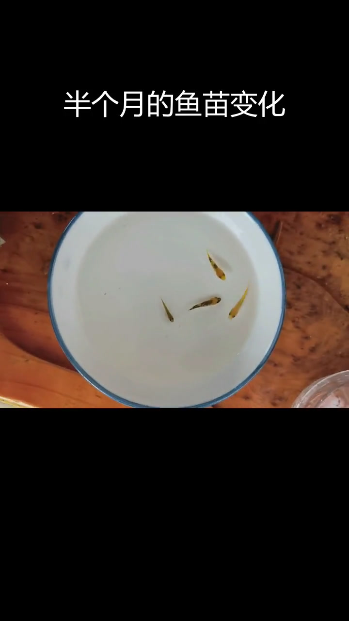 锦鲤鱼苗成长记录