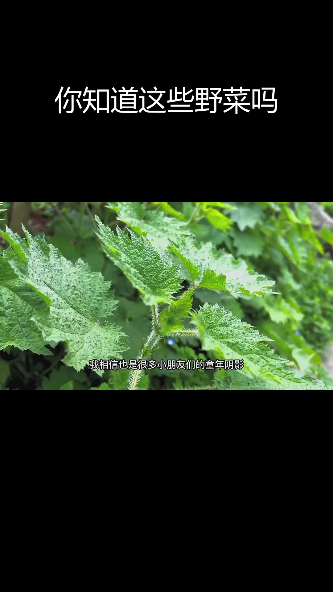 贵州十大野菜,吃过几种?