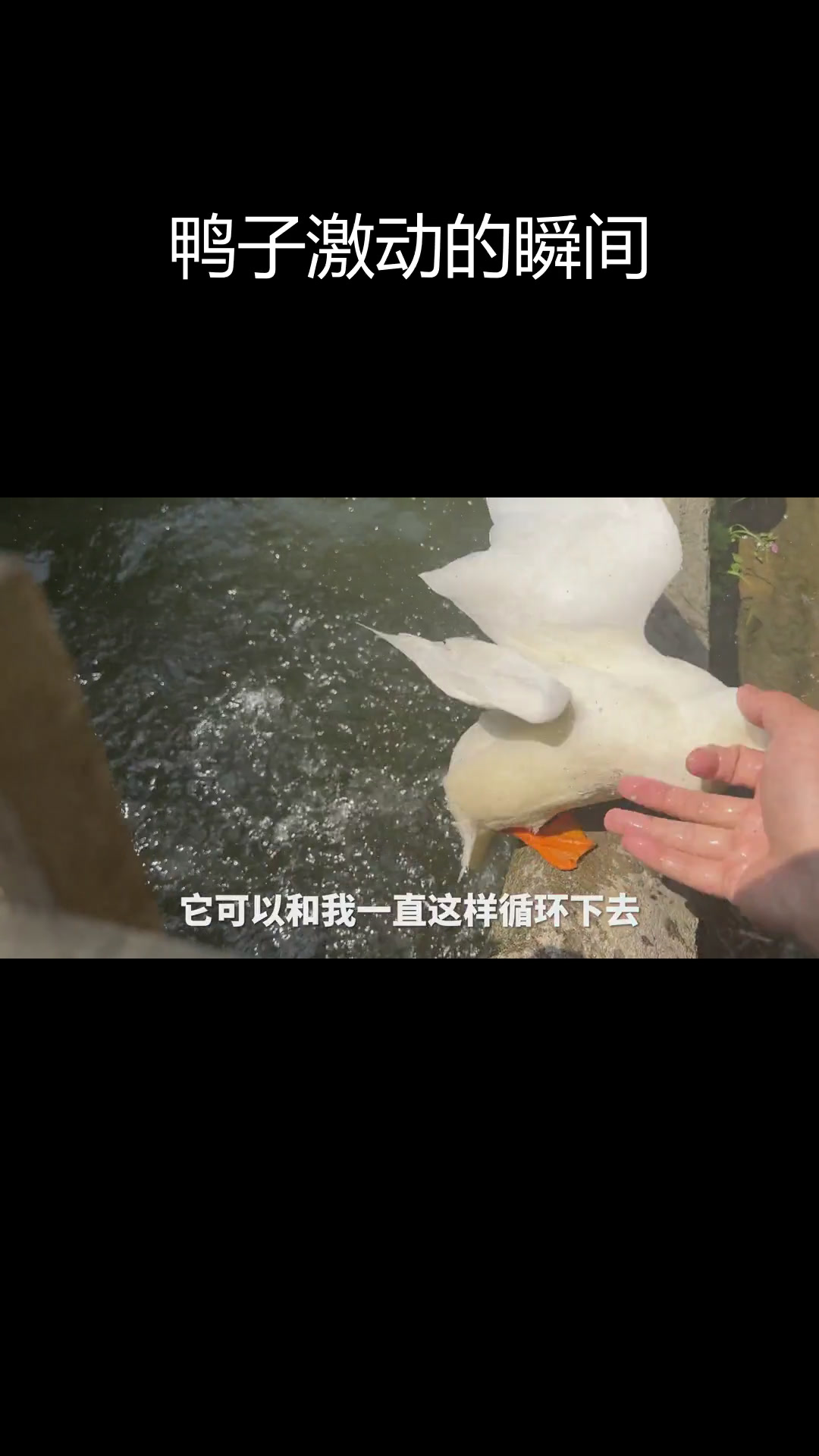 公鸭母鸭的疯狂行为,究竟痛不痛?
