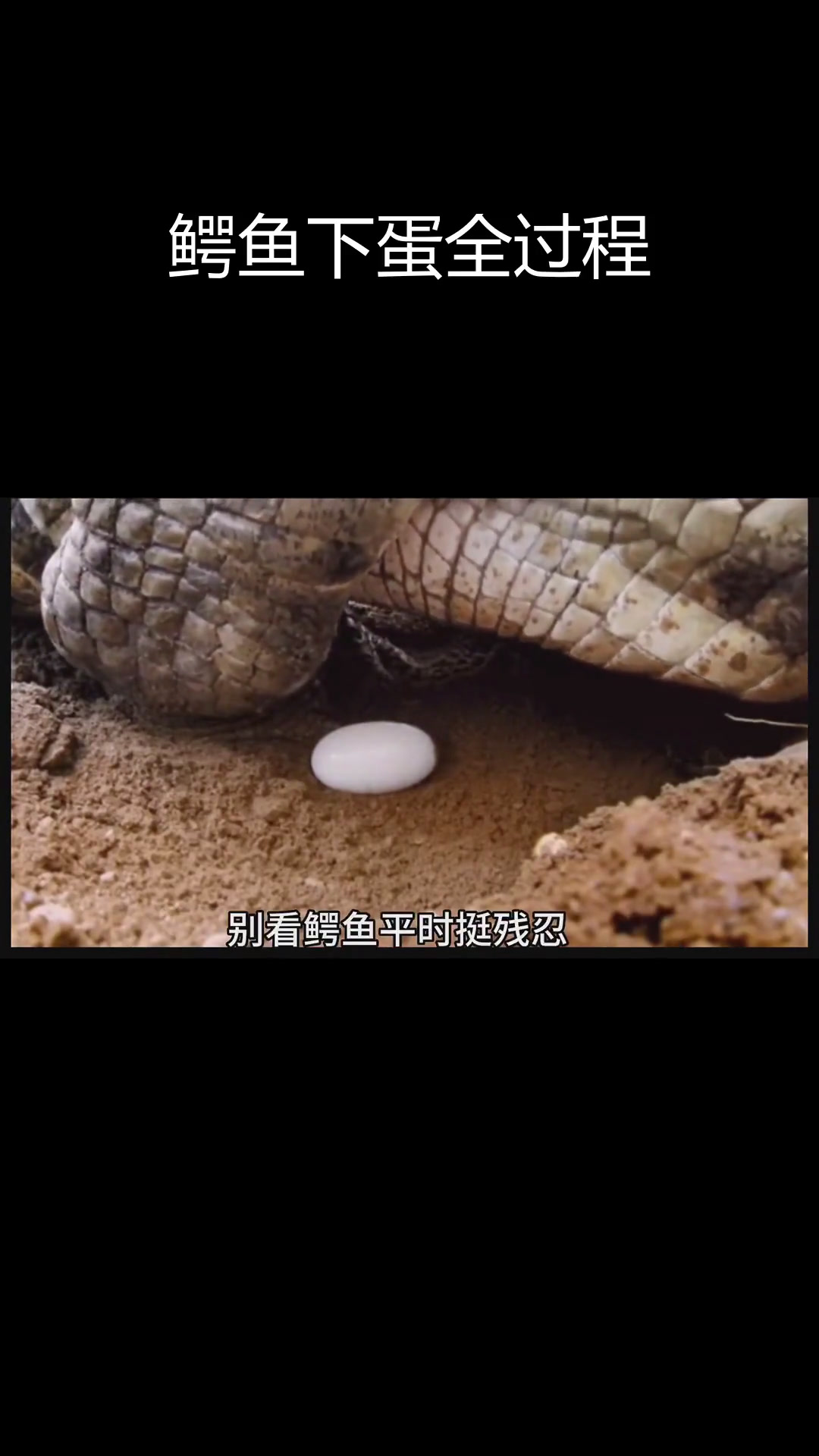 鳄鱼温柔下蛋,母爱满满