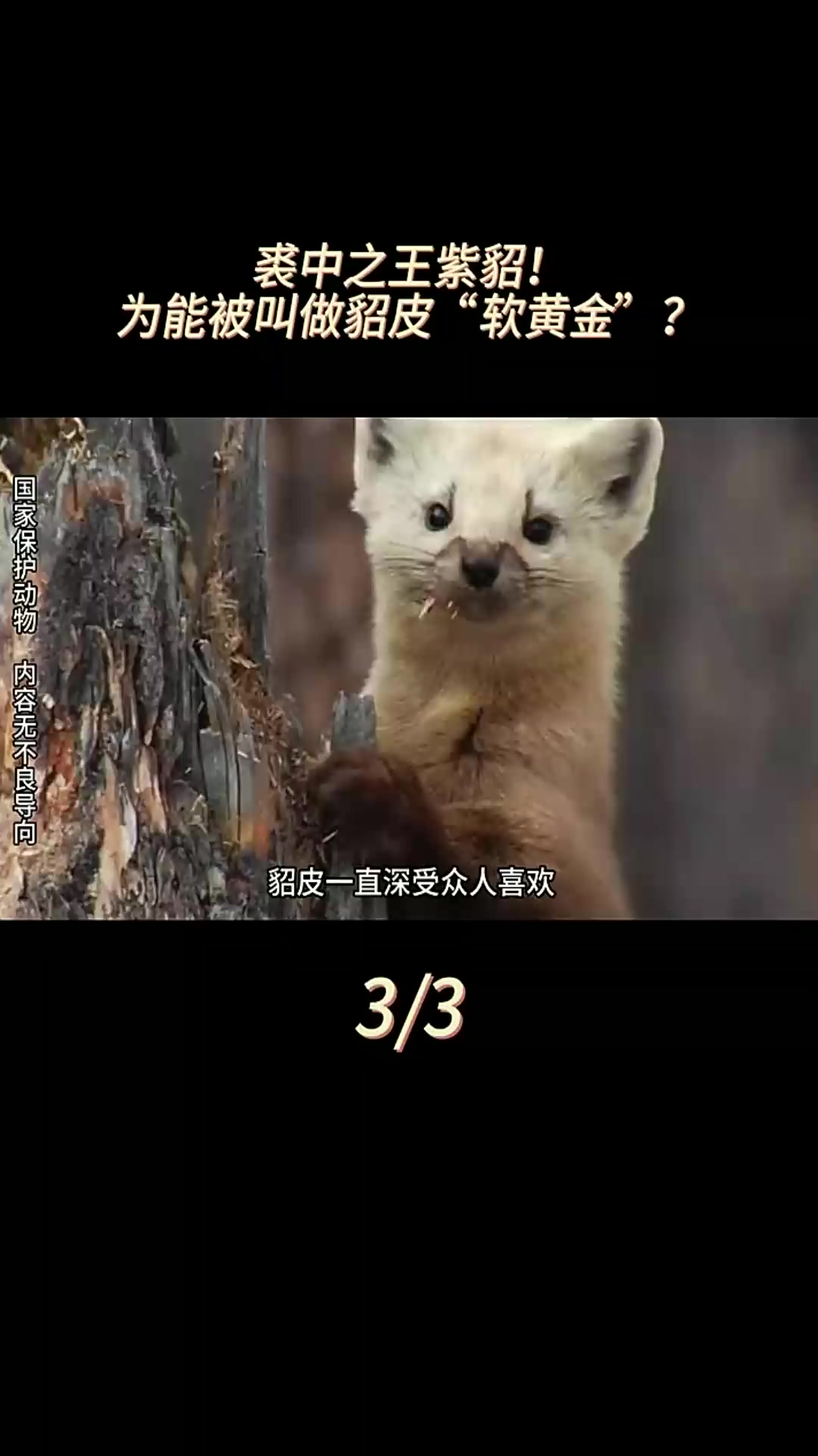 皮一直深受众人喜欢,但为什么,只有紫被称作软黄金?紫