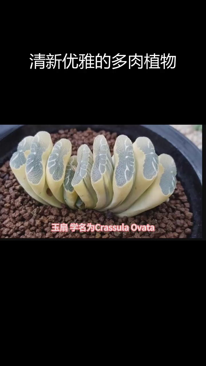 玉扇:热带乔木的美丽与坚韧