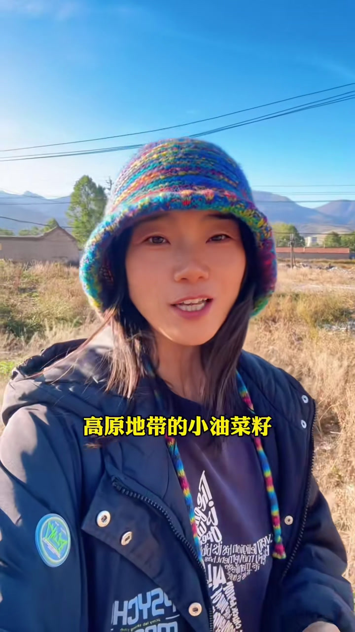 高海拔小菜籽的历史
