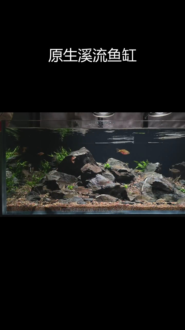 120公分原生溪流缸造景设计
