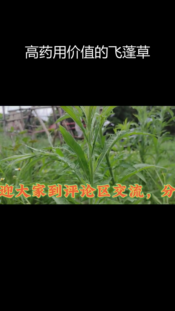 飞蓬草的药用价值与生长环境