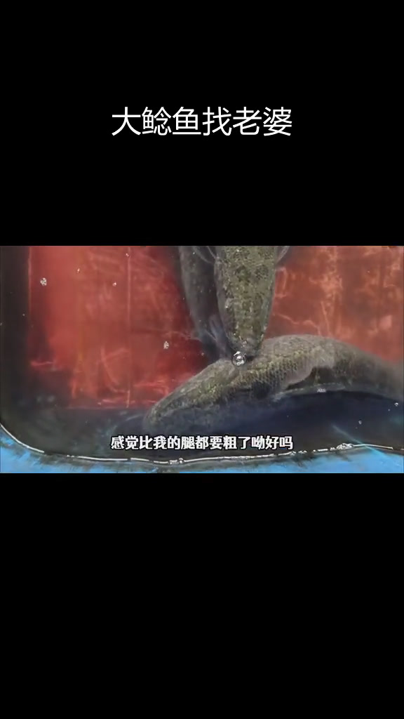 超大黑鱼现身市场,招财猫媳妇终于来了