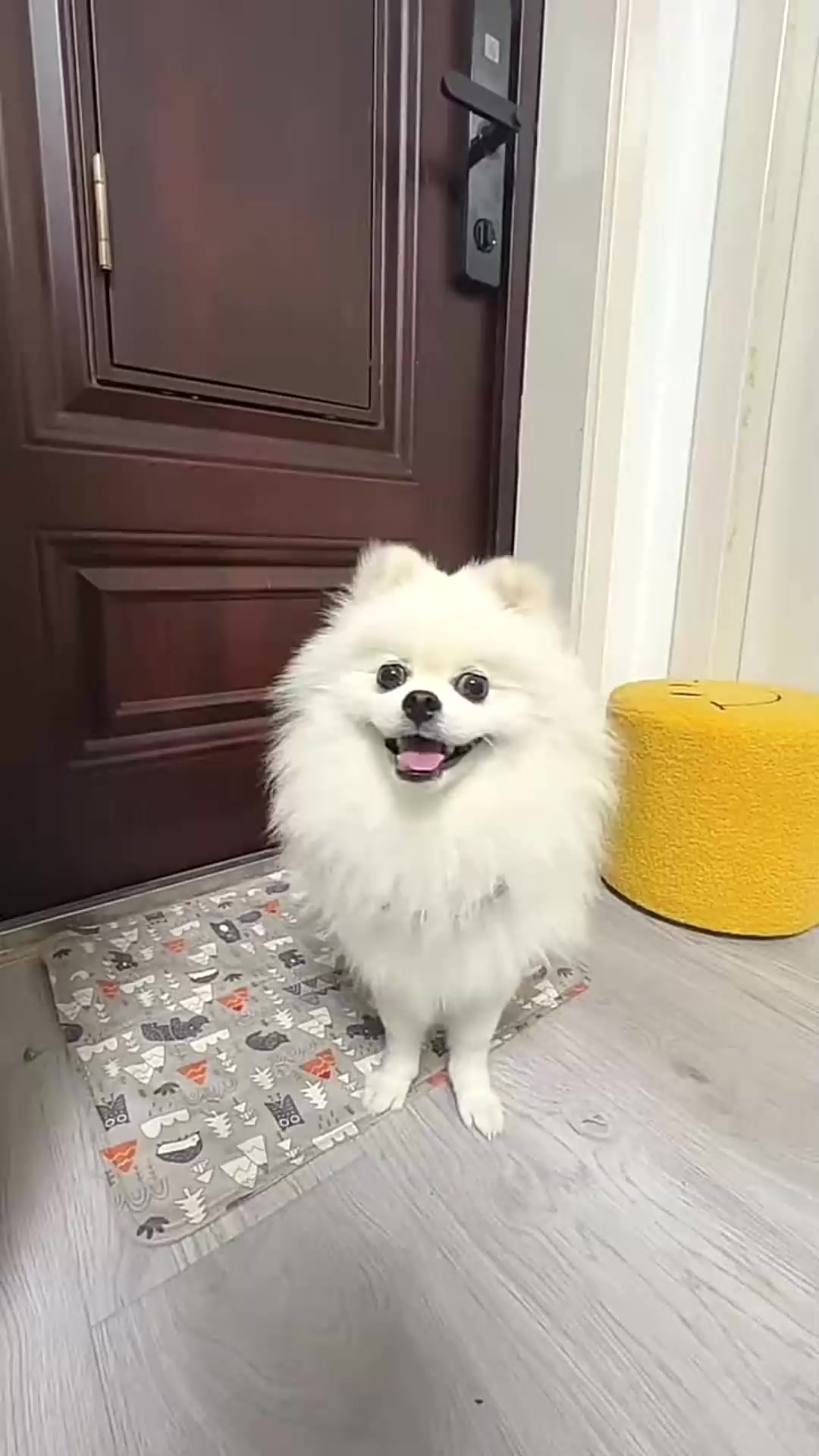 你夸我漂亮我就给你肉肉吃我的小狗会夸我了
