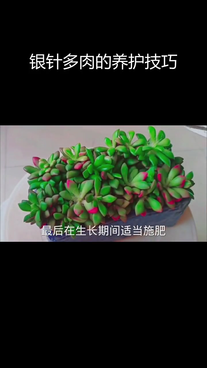 吹雪之松井:独特美丽多肉植物