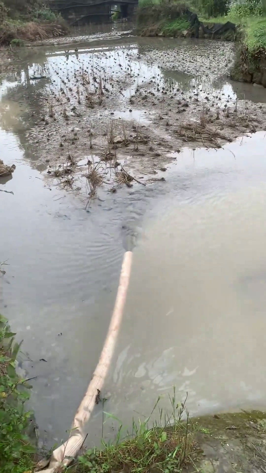 花坝的鱼是真的大,鱼质也是杠杠的,旁边草莓园的美女也给力