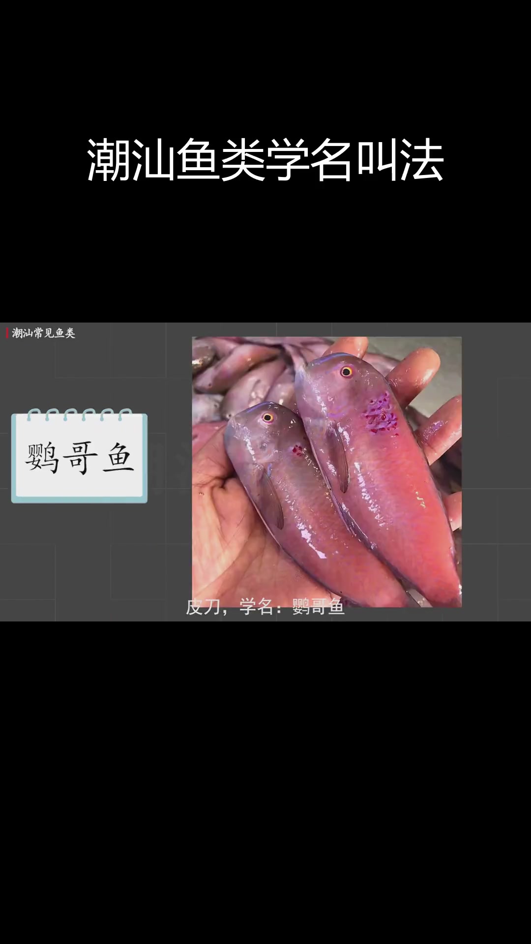 潮汕常见鱼类学名解析,了解那些鱼的真实名字